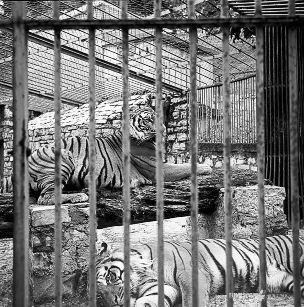 Zoo di Brescia (6)